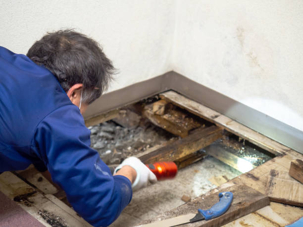 Best Mold Testing  in St Pauls, NC