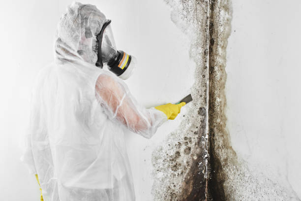 Best Mold Damage Repair  in St Pauls, NC