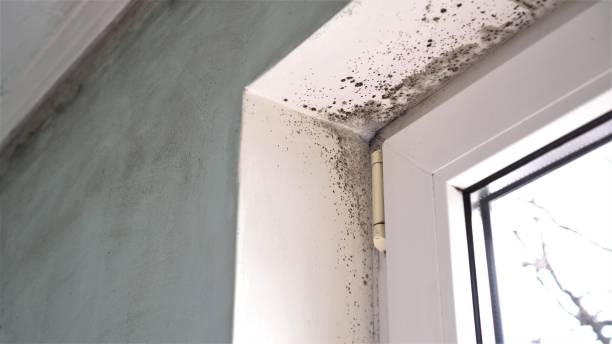 Best Commercial Mold Removal  in St Pauls, NC