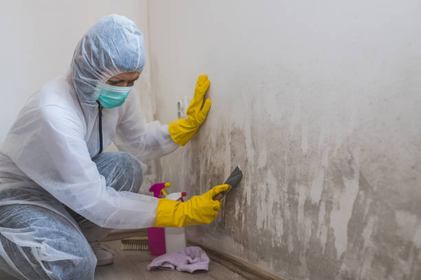 Best Same-Day Mold Removal  in St Pauls, NC
