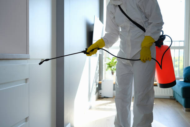 Best Best Mold Removal Companies  in St Pauls, NC