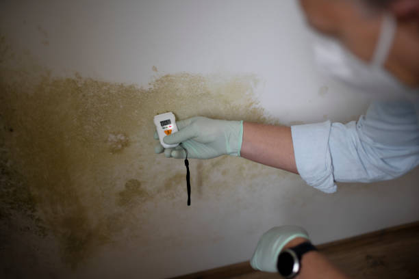 Best Local Mold Removal Service  in St Pauls, NC
