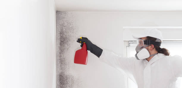 Best Mold Removal Specialists  in St Pauls, NC