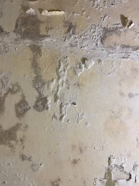 Best Affordable Mold Removal  in St Pauls, NC