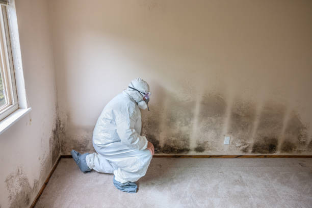 Reliable St Pauls, NC Mold Removal Solutions