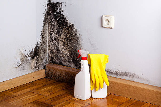 Best Crawl Space Mold Removal  in St Pauls, NC