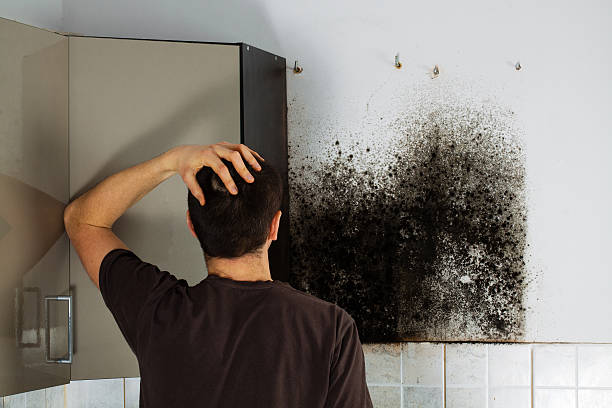 Mold Removal and Inspection in St Pauls, NC