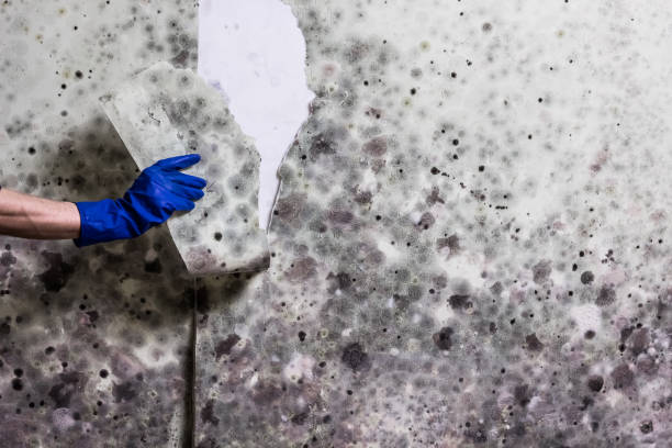 Best Emergency Mold Removal  in St Pauls, NC