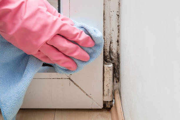 Best Attic Mold Removal  in St Pauls, NC